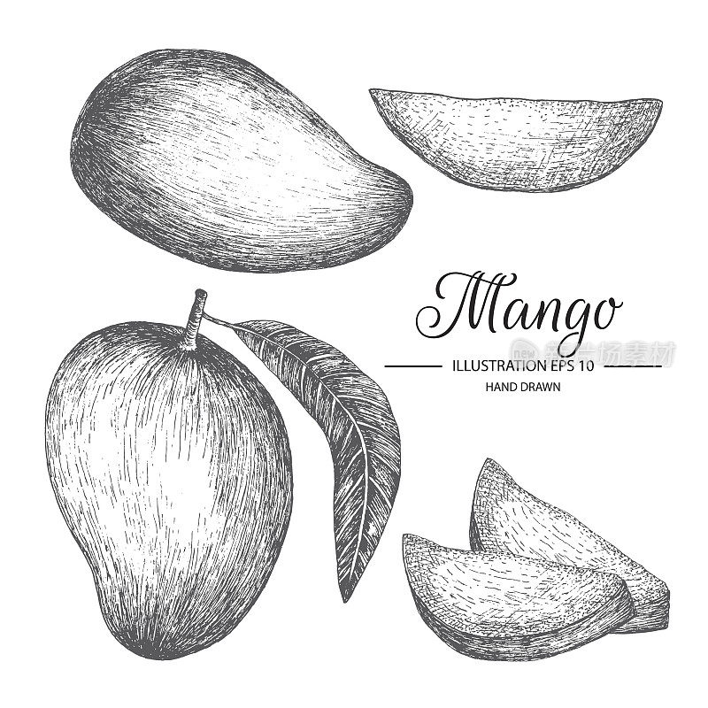 Set of hand drawn mango.
